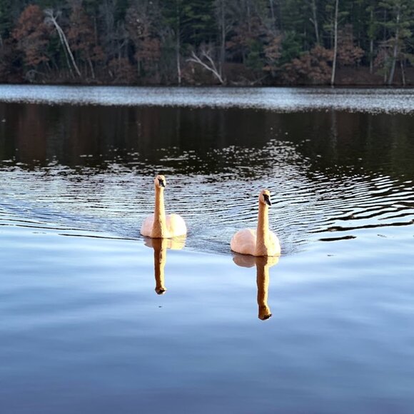 Meet your Posher, Adrianne! - Picture 15 of 16